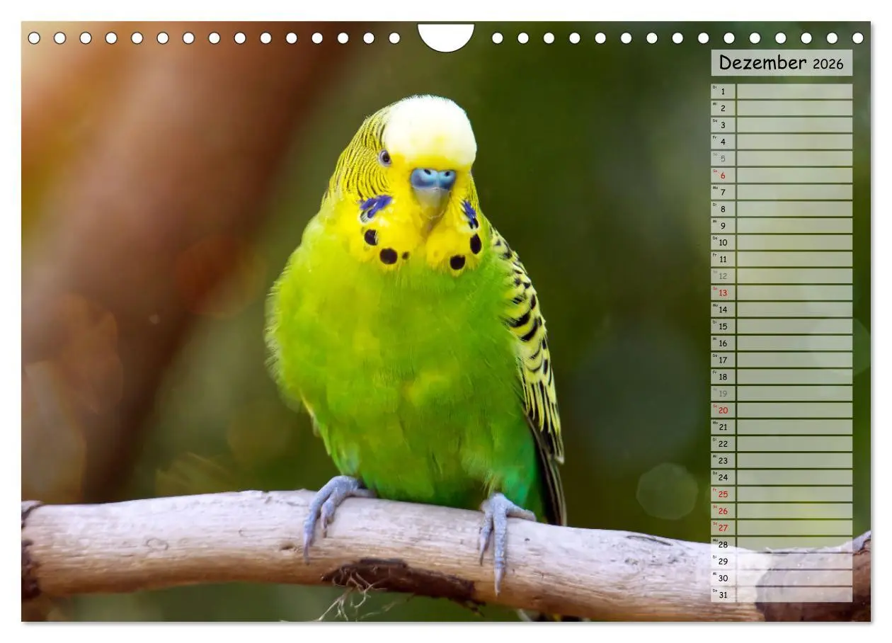 Bild: 9783457564332 | Zauberhafte Wellensittiche (Wandkalender 2026 DIN A4 quer),...