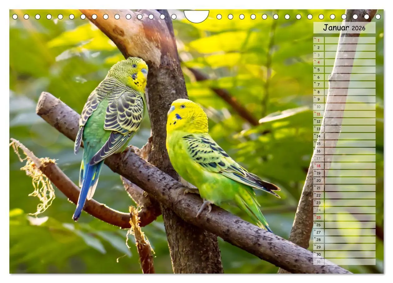 Bild: 9783457564332 | Zauberhafte Wellensittiche (Wandkalender 2026 DIN A4 quer),...