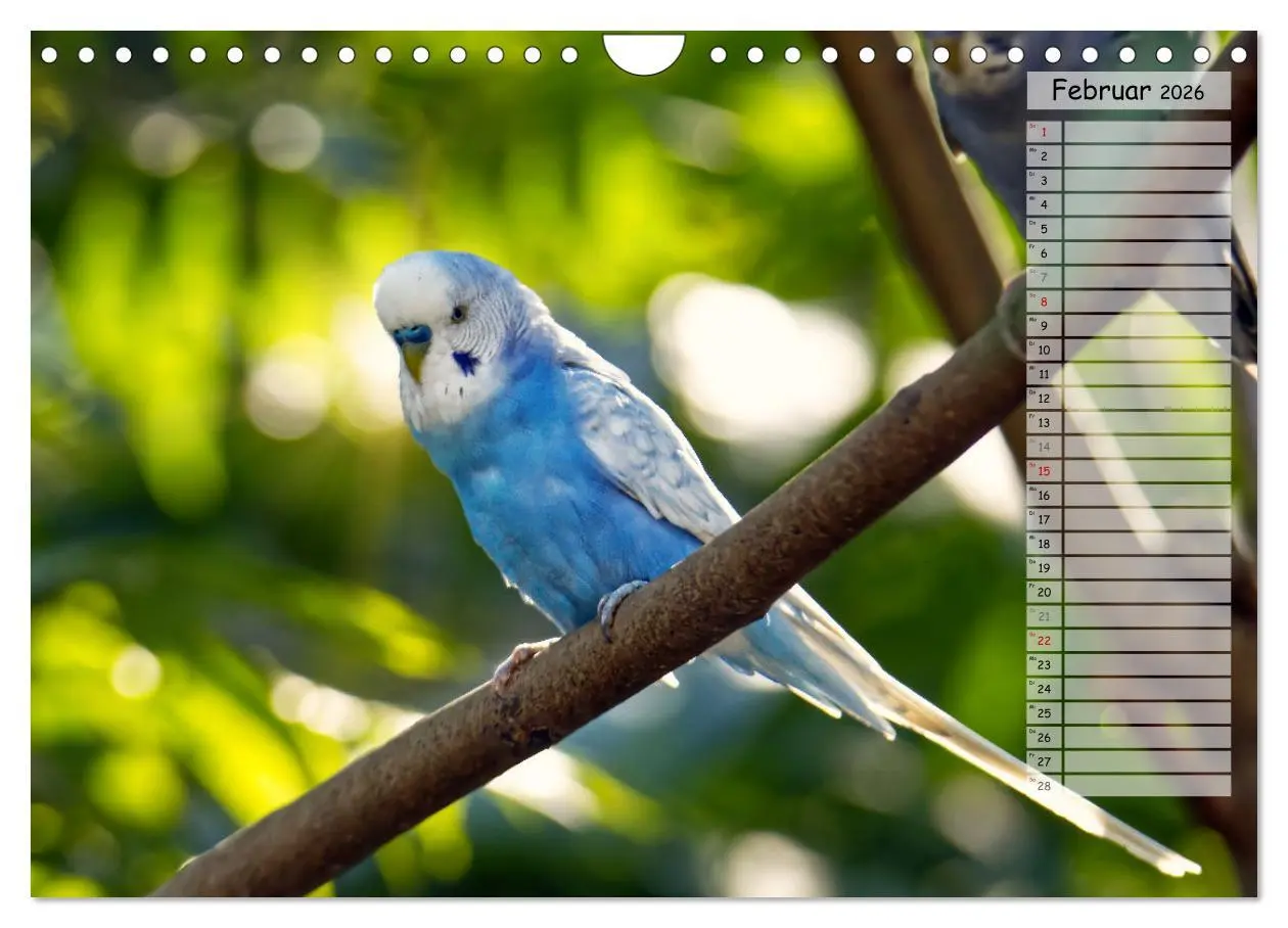 Bild: 9783457564332 | Zauberhafte Wellensittiche (Wandkalender 2026 DIN A4 quer),...
