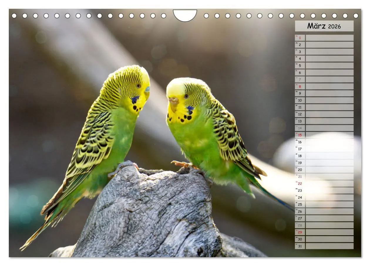 Bild: 9783457564332 | Zauberhafte Wellensittiche (Wandkalender 2026 DIN A4 quer),...