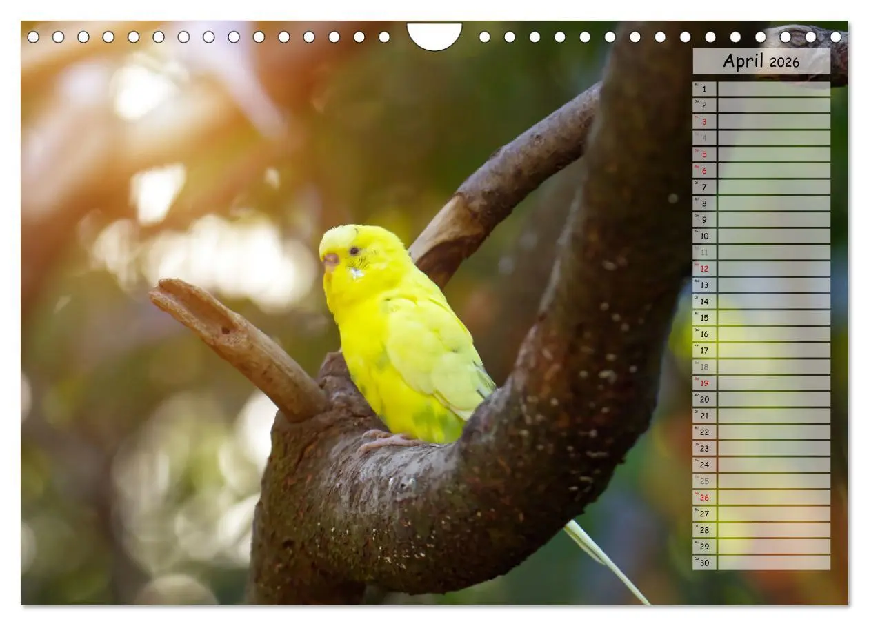 Bild: 9783457564332 | Zauberhafte Wellensittiche (Wandkalender 2026 DIN A4 quer),...