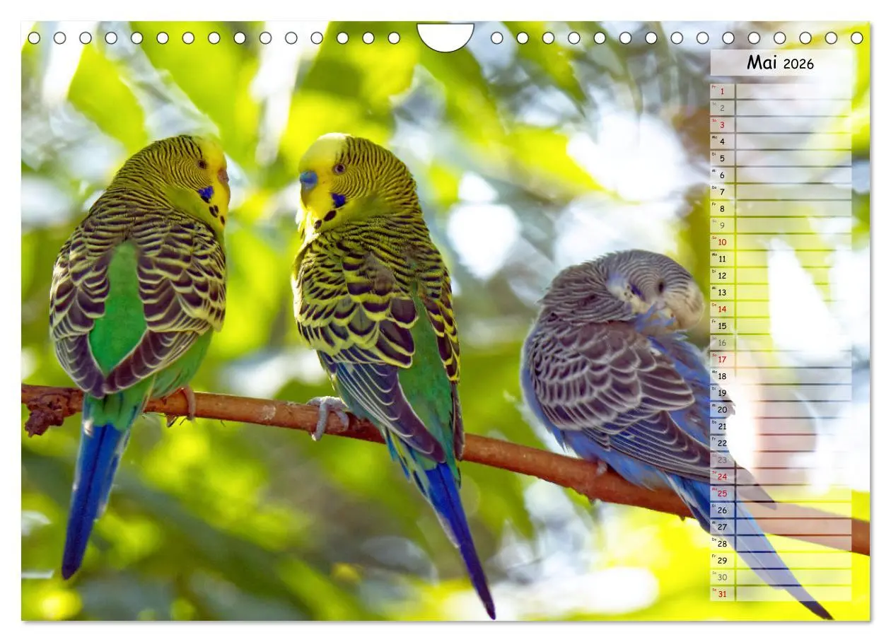 Bild: 9783457564332 | Zauberhafte Wellensittiche (Wandkalender 2026 DIN A4 quer),...