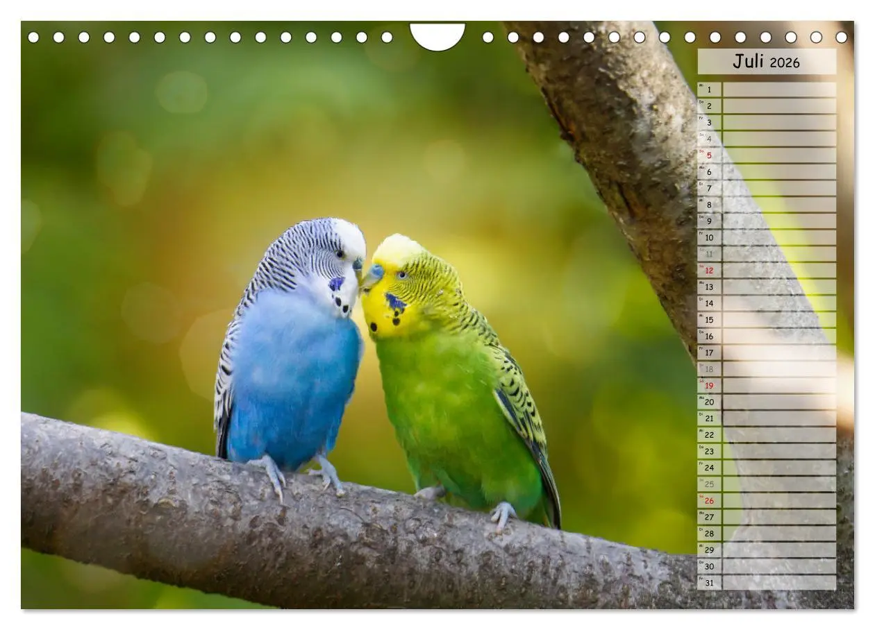 Bild: 9783457564332 | Zauberhafte Wellensittiche (Wandkalender 2026 DIN A4 quer),...