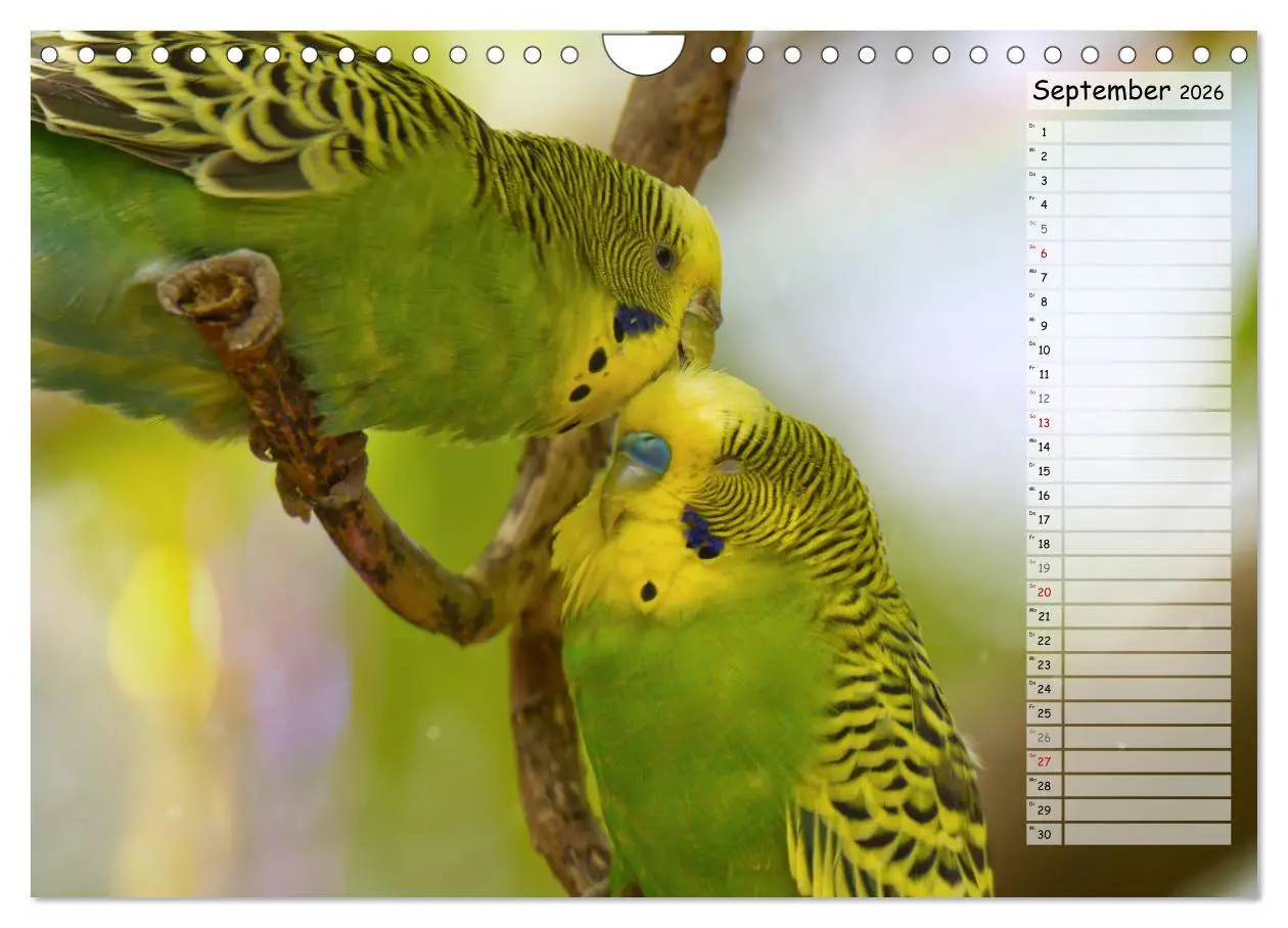 Bild: 9783457564332 | Zauberhafte Wellensittiche (Wandkalender 2026 DIN A4 quer),...