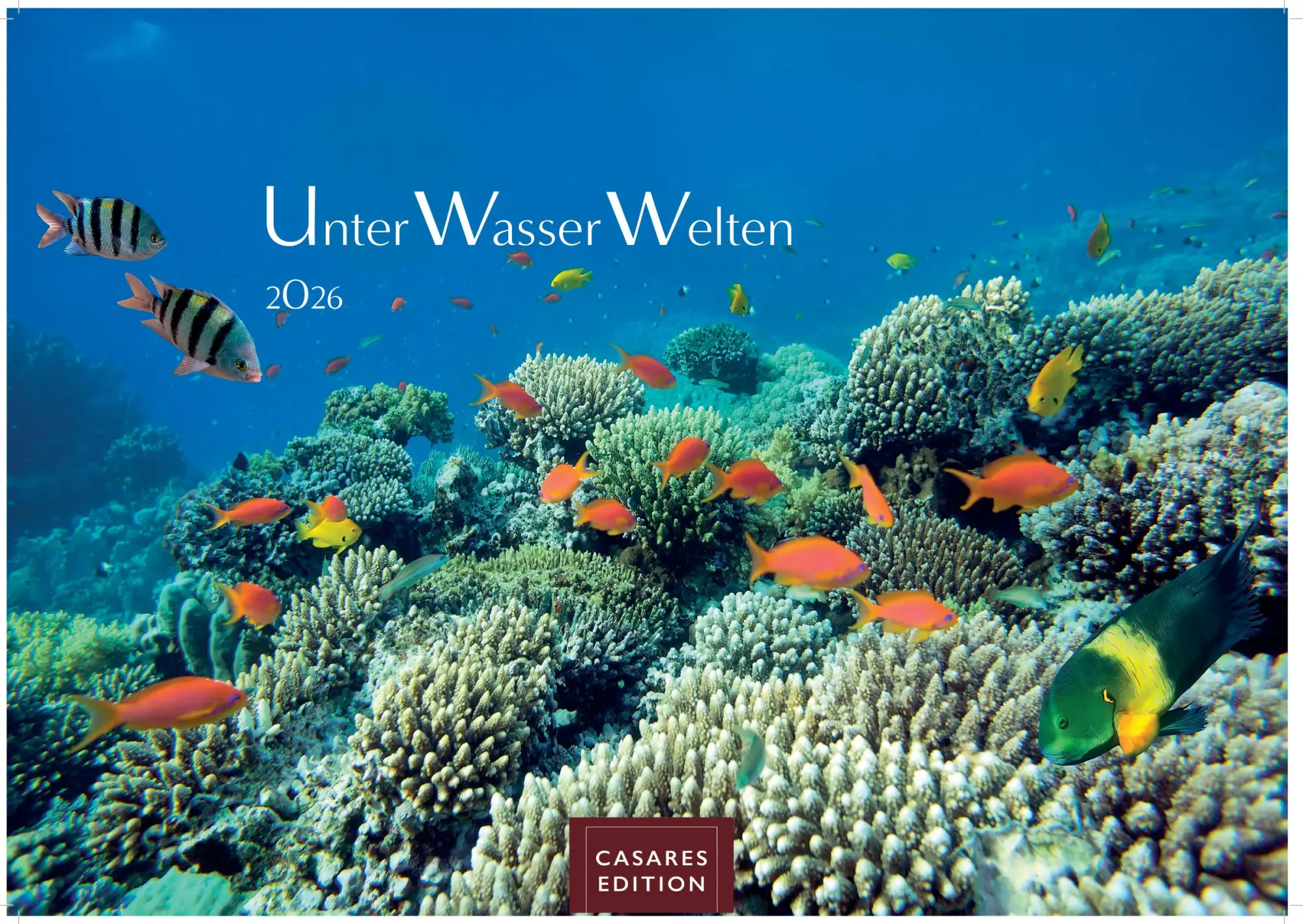 Cover: 9781835244432 | Unterwasserwelten Kalender 2026 24x35cm - Atemberaubende...