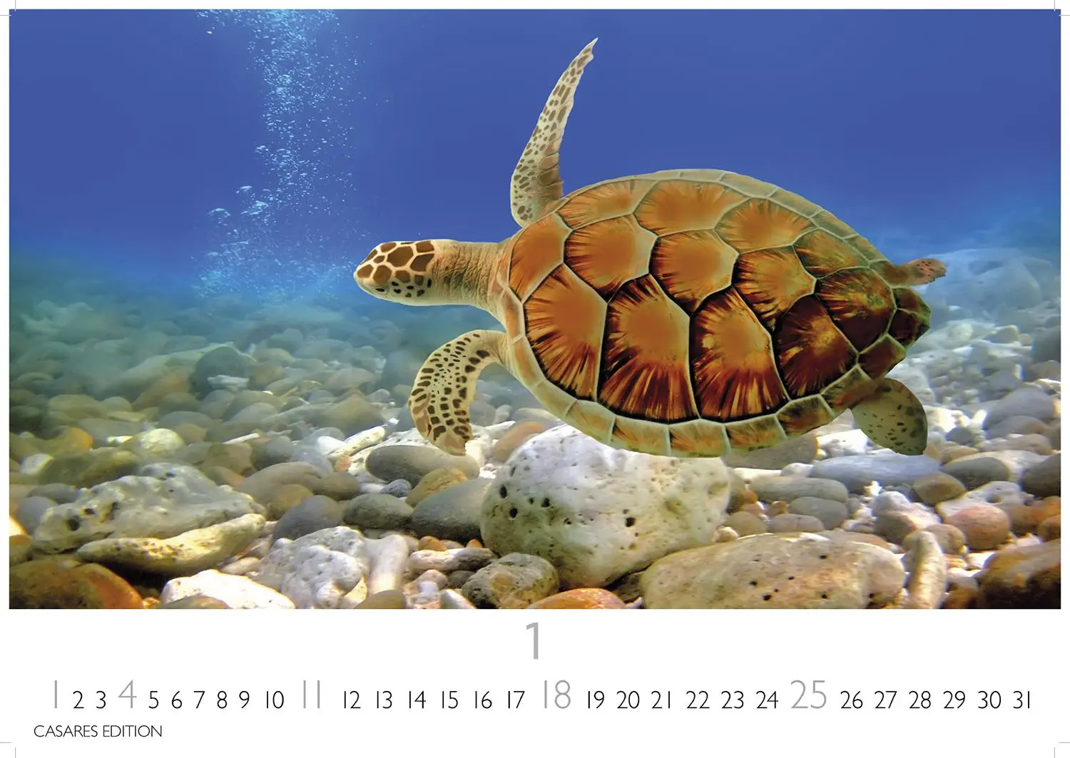 Bild: 9781835244432 | Unterwasserwelten Kalender 2026 24x35cm - Atemberaubende...