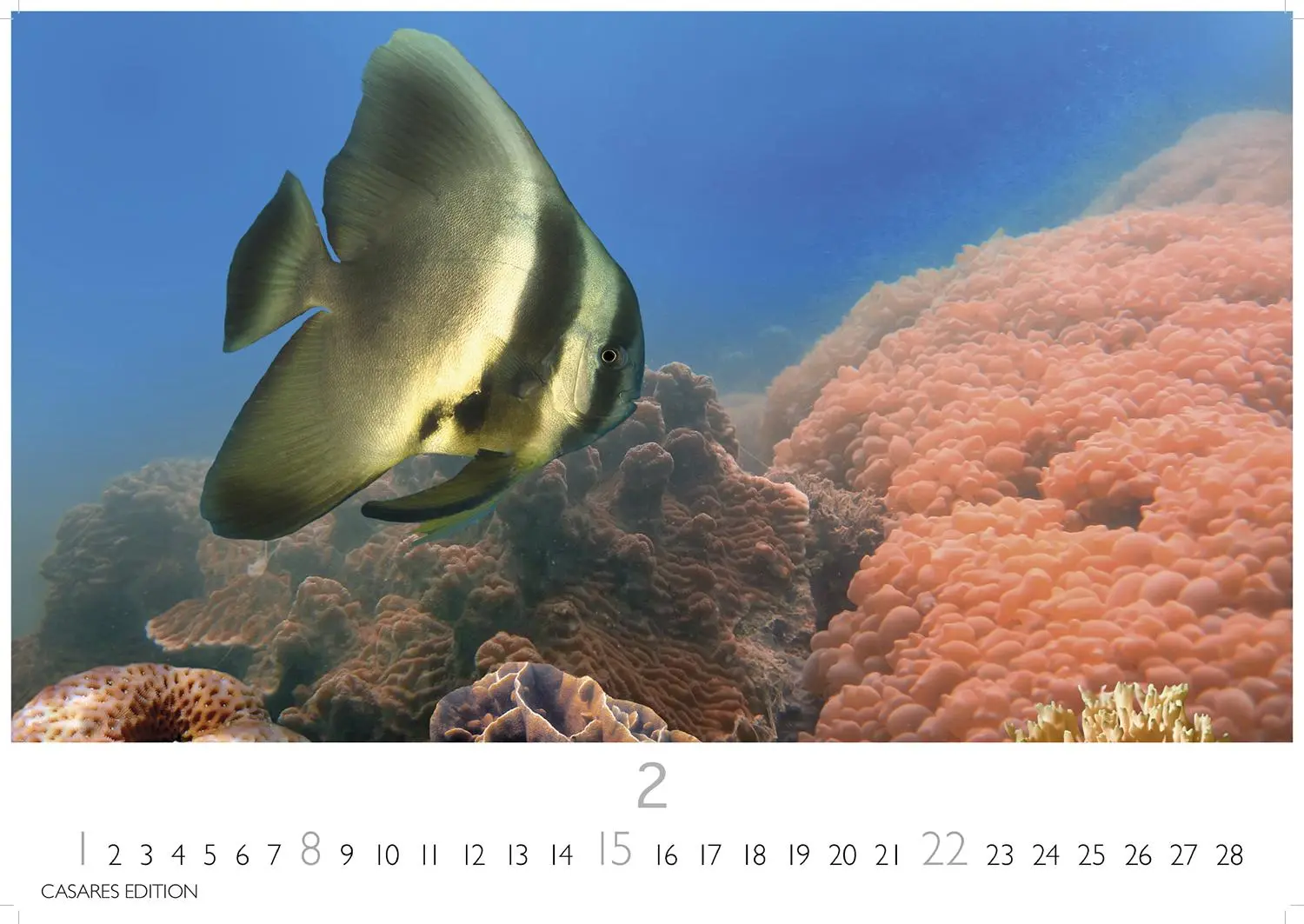 Bild: 9781835244432 | Unterwasserwelten Kalender 2026 24x35cm - Atemberaubende...
