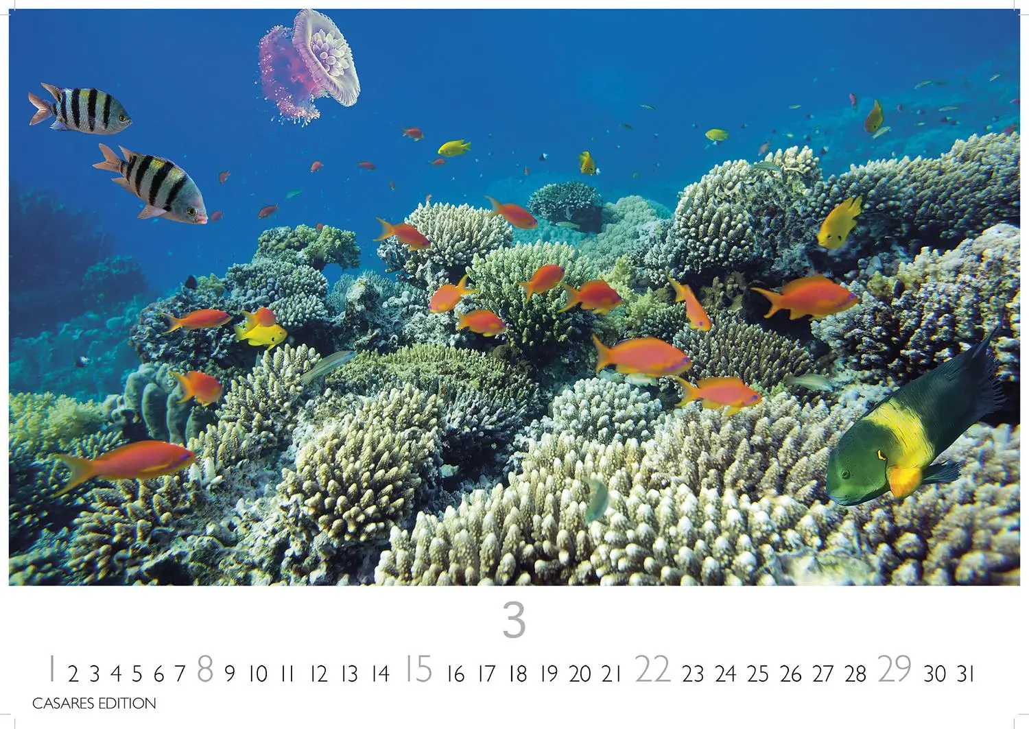 Bild: 9781835244432 | Unterwasserwelten Kalender 2026 24x35cm - Atemberaubende...