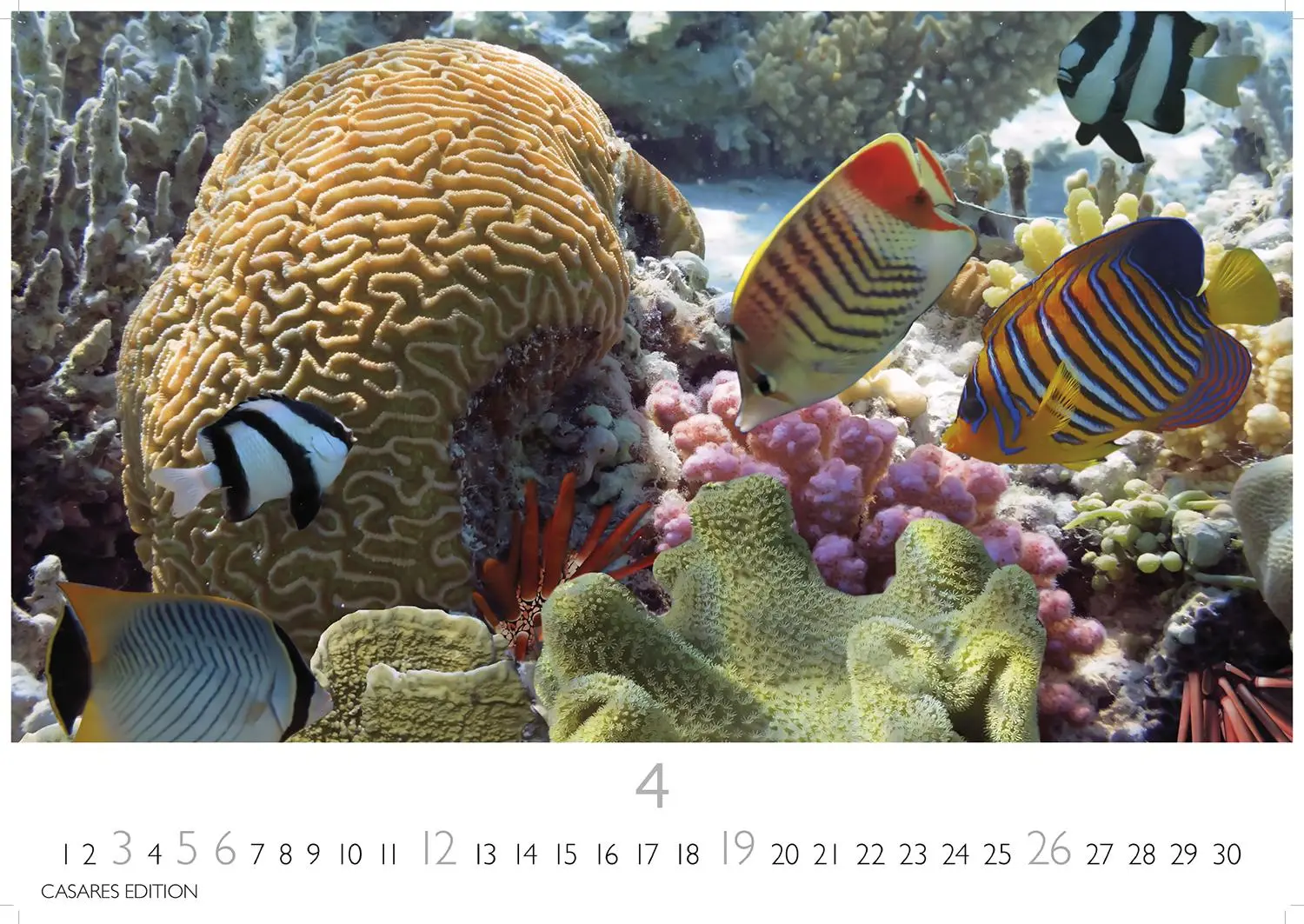 Bild: 9781835244432 | Unterwasserwelten Kalender 2026 24x35cm - Atemberaubende...