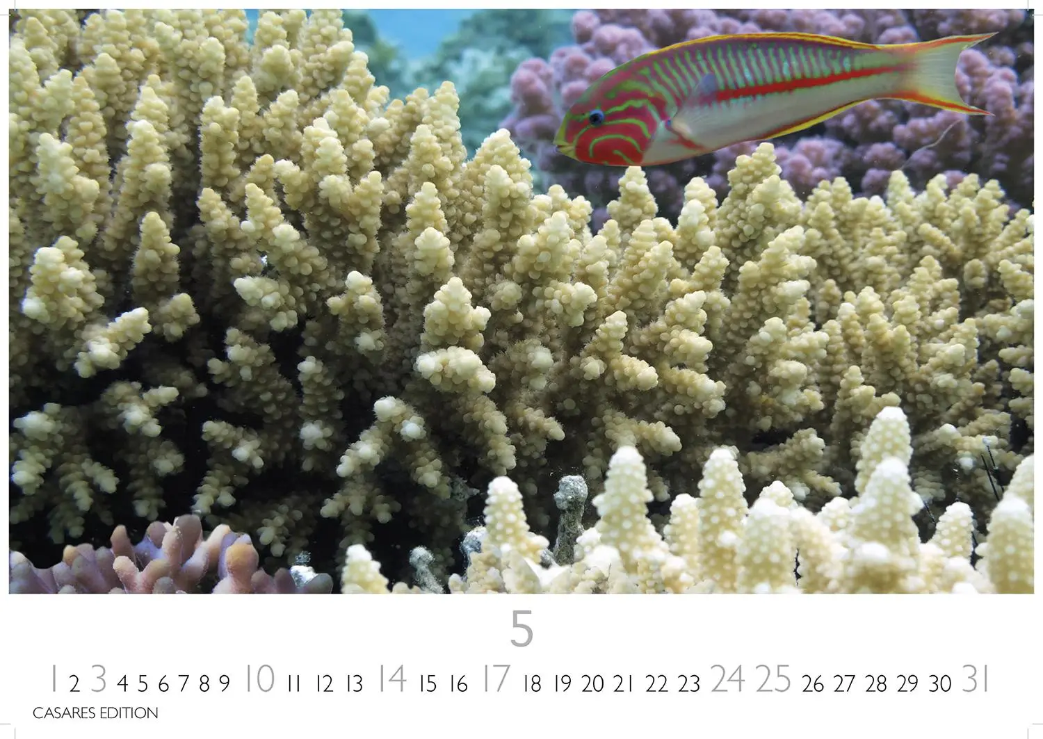 Bild: 9781835244432 | Unterwasserwelten Kalender 2026 24x35cm - Atemberaubende...