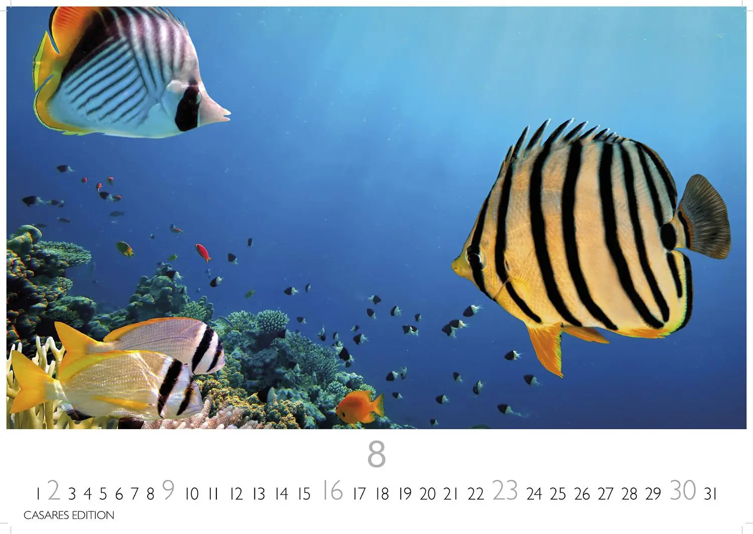 Bild: 9781835244432 | Unterwasserwelten Kalender 2026 24x35cm - Atemberaubende...