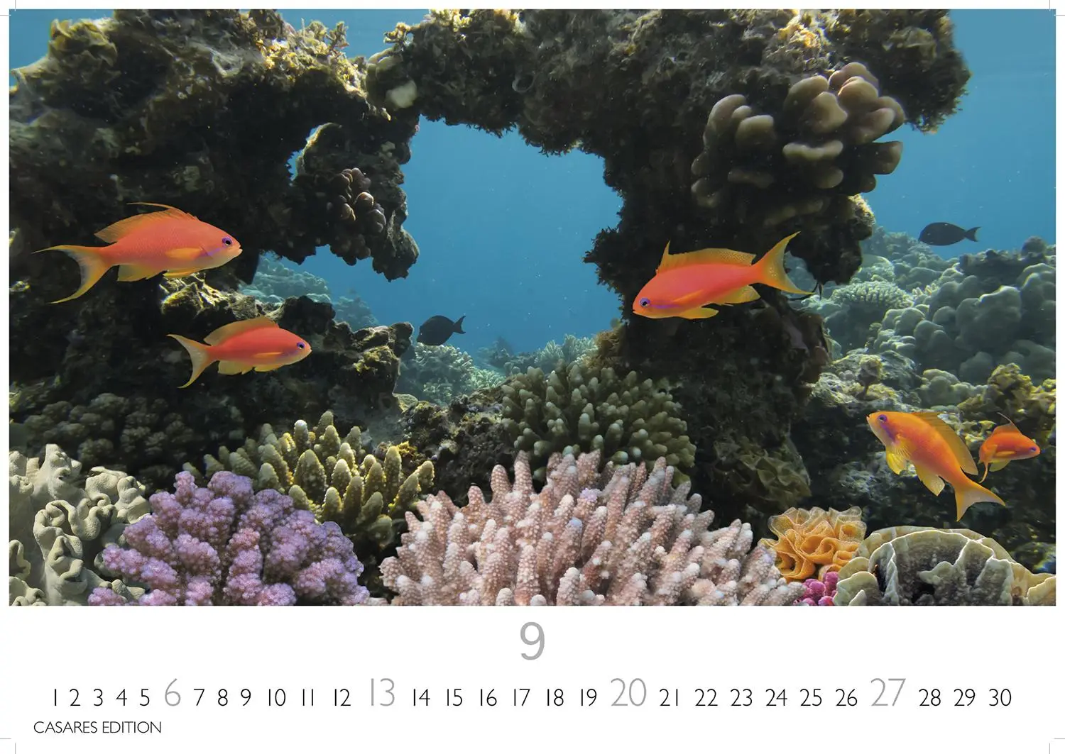 Bild: 9781835244432 | Unterwasserwelten Kalender 2026 24x35cm - Atemberaubende...