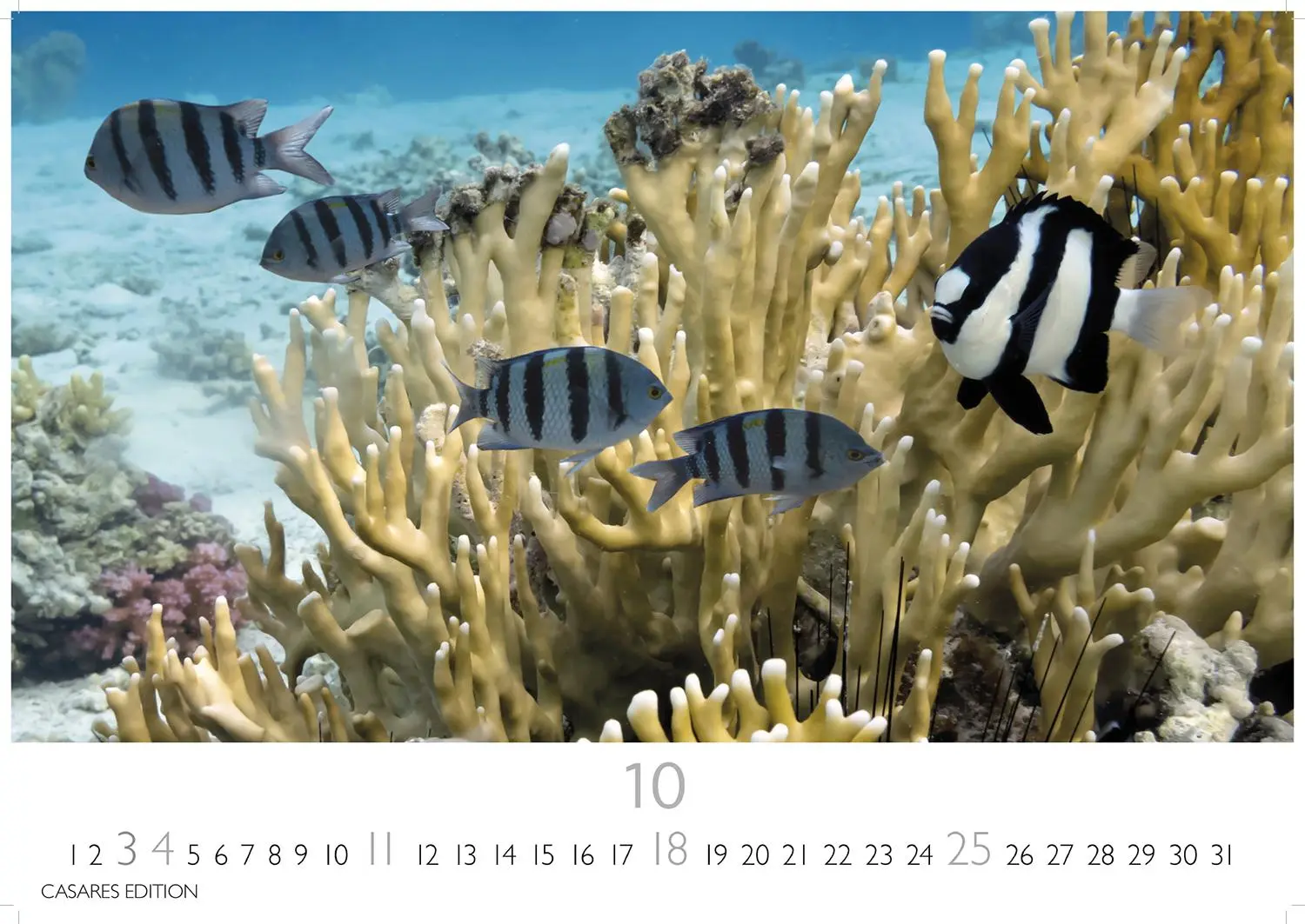 Bild: 9781835244432 | Unterwasserwelten Kalender 2026 24x35cm - Atemberaubende...