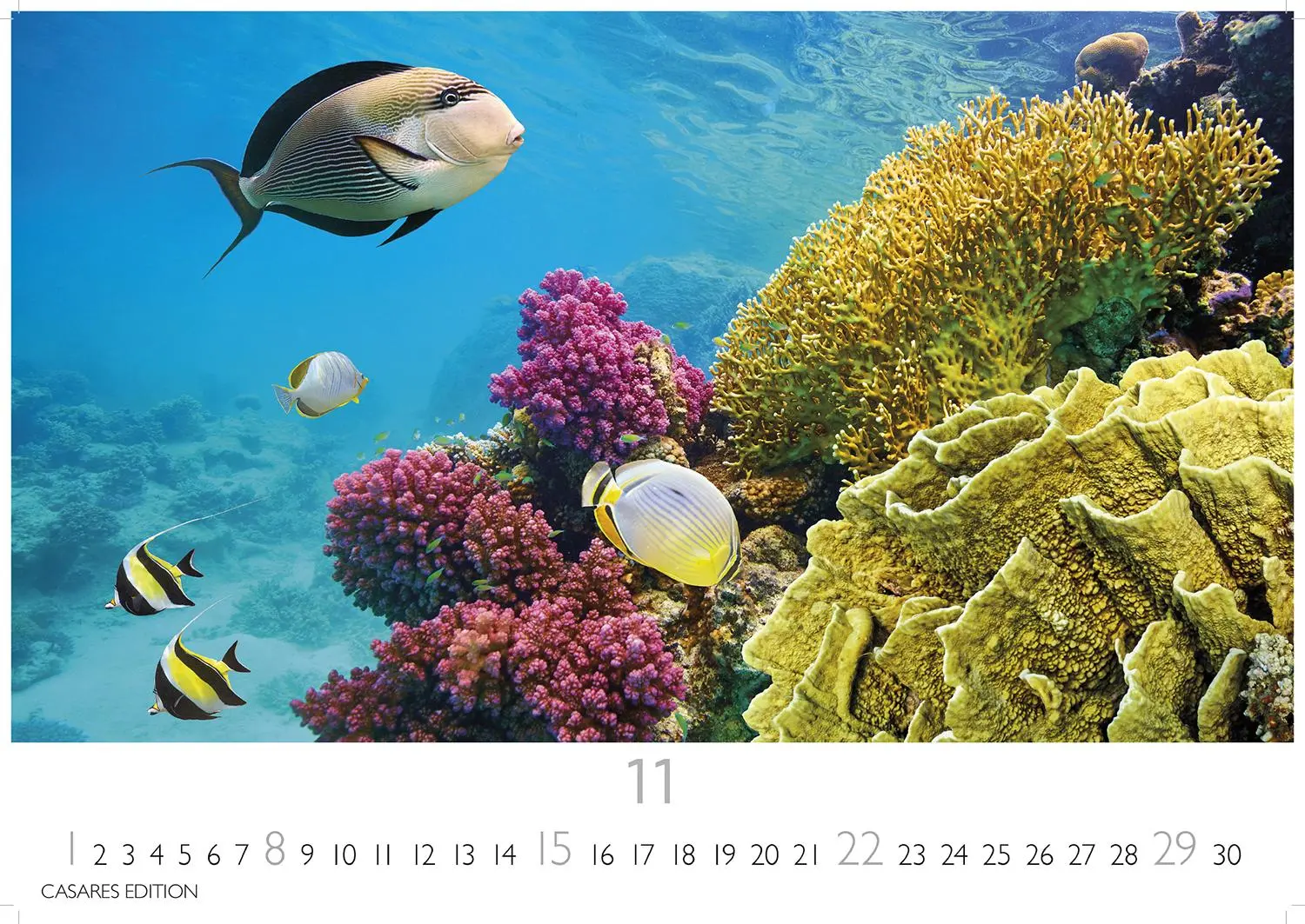 Bild: 9781835244432 | Unterwasserwelten Kalender 2026 24x35cm - Atemberaubende...