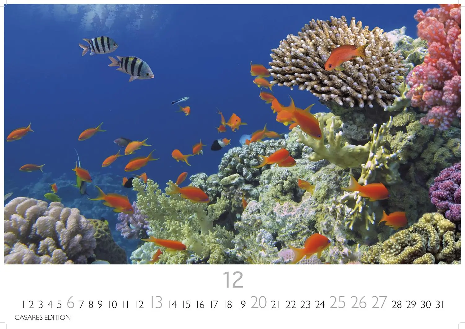 Bild: 9781835244432 | Unterwasserwelten Kalender 2026 24x35cm - Atemberaubende...
