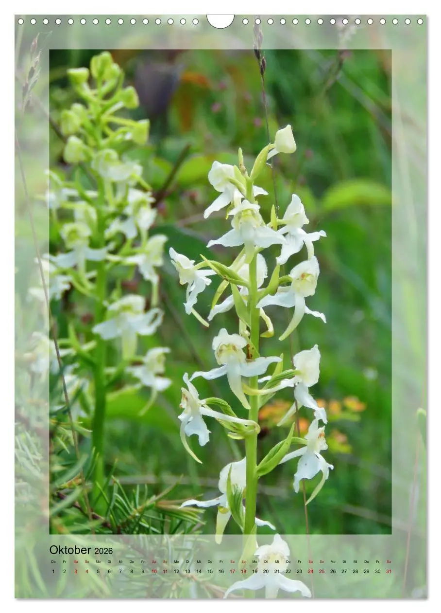 Bild: 9783516404432 | Deutschlands wilde Orchideen (Wandkalender 2026 DIN A3 hoch),...