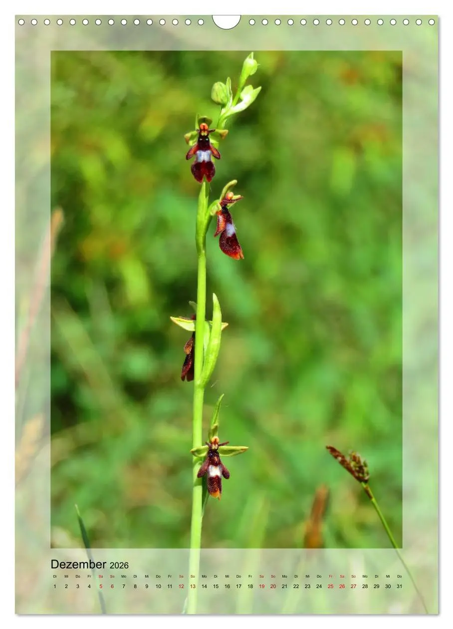 Bild: 9783516404432 | Deutschlands wilde Orchideen (Wandkalender 2026 DIN A3 hoch),...