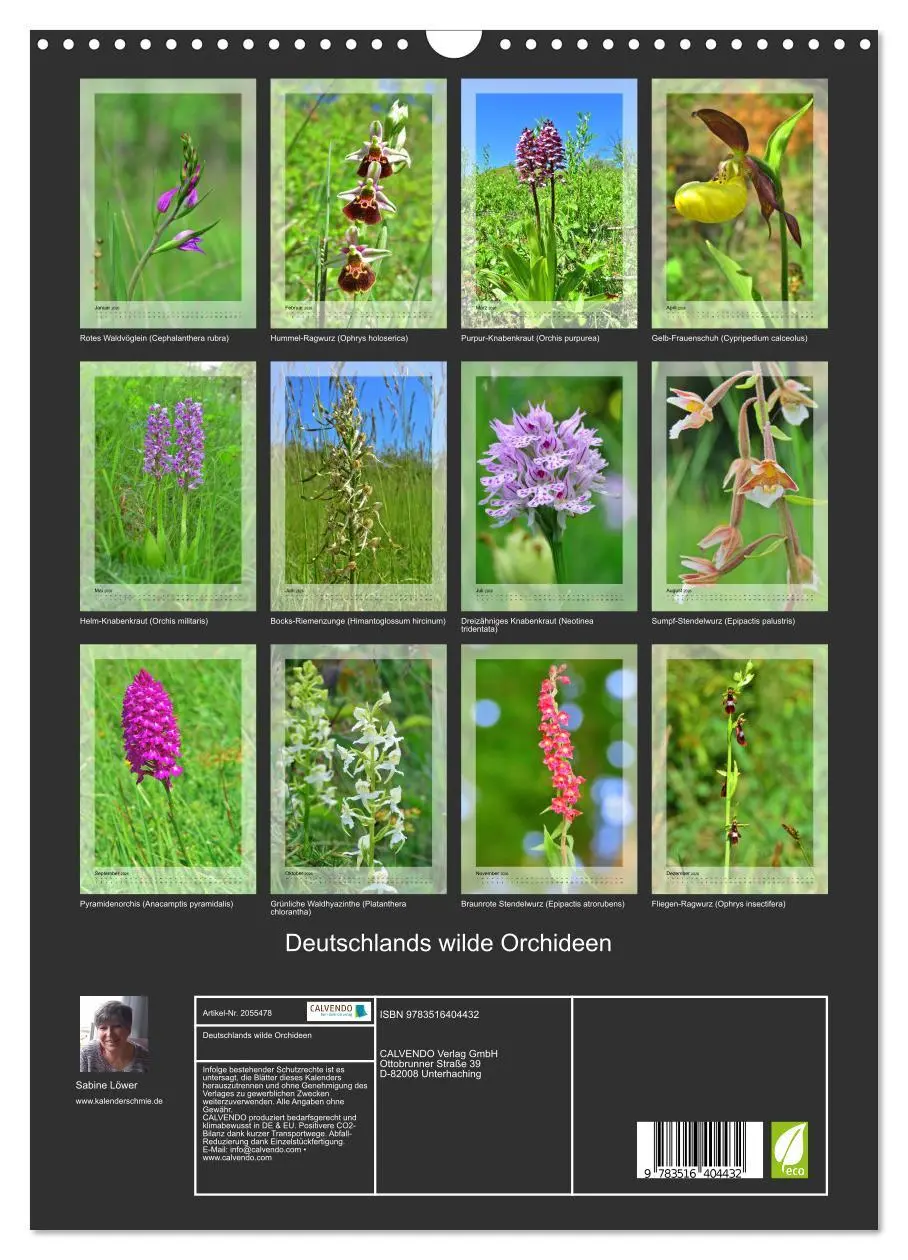 Bild: 9783516404432 | Deutschlands wilde Orchideen (Wandkalender 2026 DIN A3 hoch),...