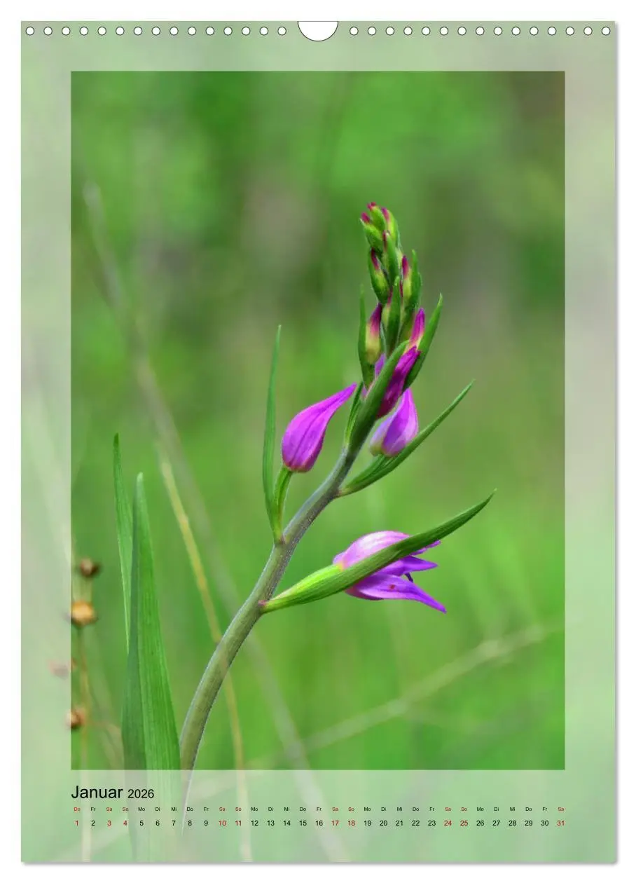 Bild: 9783516404432 | Deutschlands wilde Orchideen (Wandkalender 2026 DIN A3 hoch),...