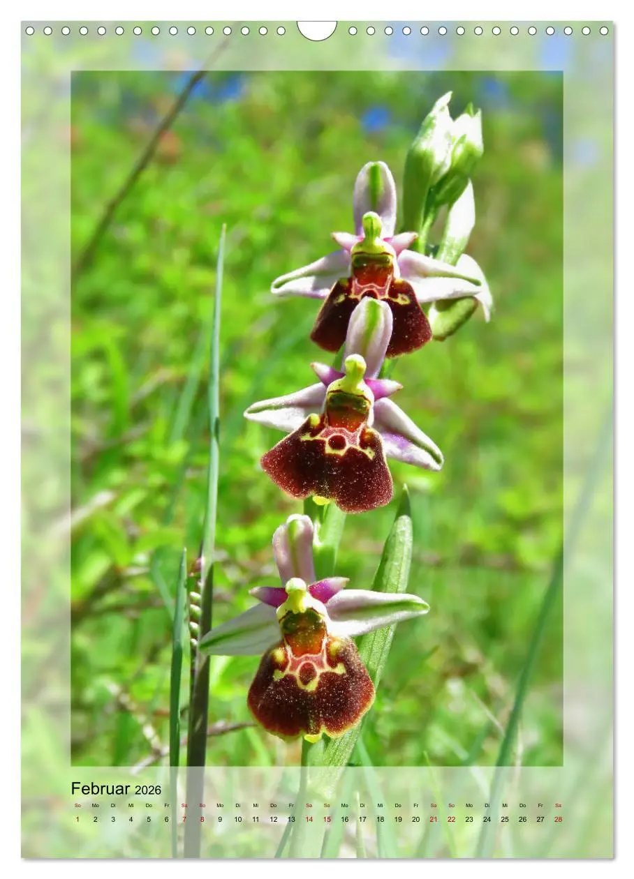 Bild: 9783516404432 | Deutschlands wilde Orchideen (Wandkalender 2026 DIN A3 hoch),...