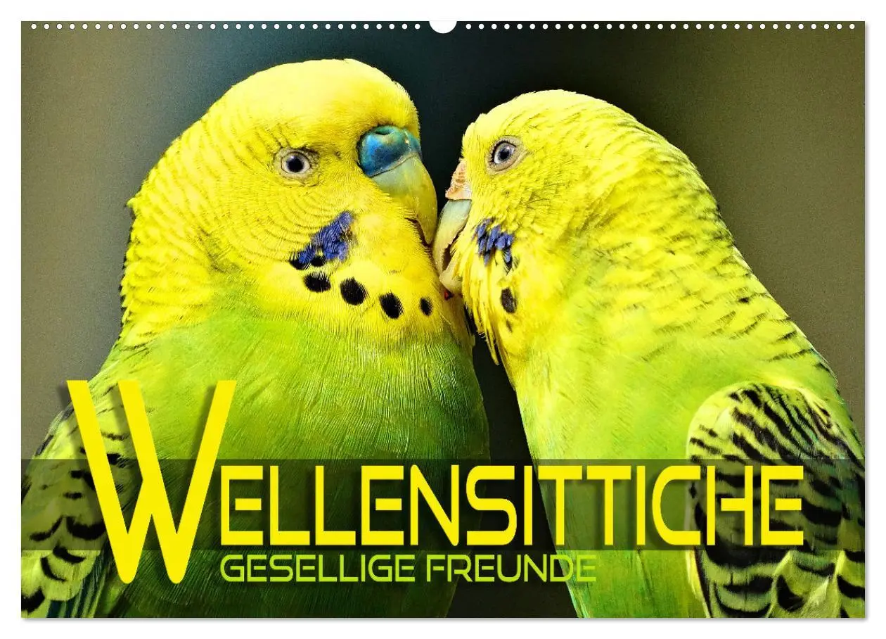 Cover: 9783457604632 | Wellensittiche - gesellige Freunde (Wandkalender 2026 DIN A2 quer),...