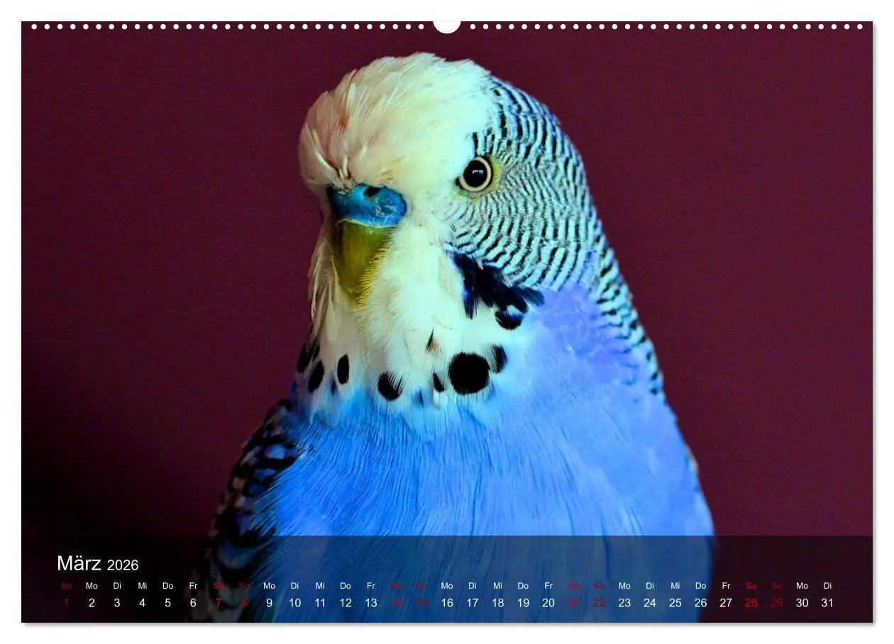 Bild: 9783457604632 | Wellensittiche - gesellige Freunde (Wandkalender 2026 DIN A2 quer),...