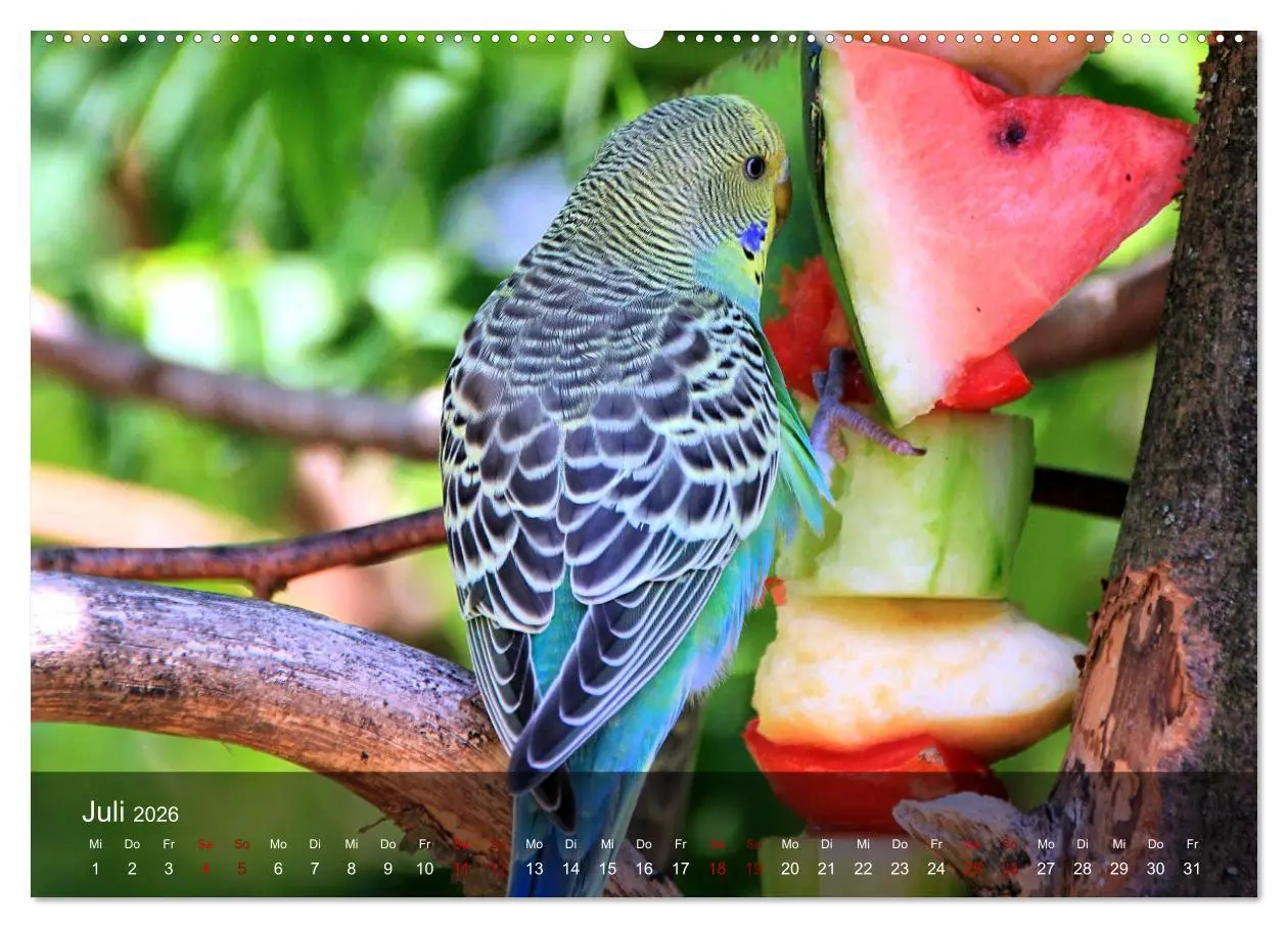 Bild: 9783457604632 | Wellensittiche - gesellige Freunde (Wandkalender 2026 DIN A2 quer),...