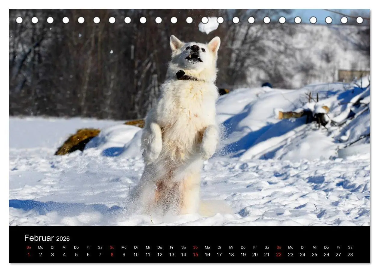 Bild: 9783516164732 | Weißer Schweizer Schäferhund (Tischkalender 2026 DIN A5 quer),...