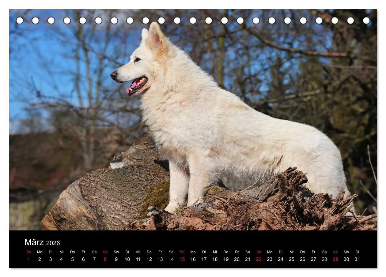 Bild: 9783516164732 | Weißer Schweizer Schäferhund (Tischkalender 2026 DIN A5 quer),...