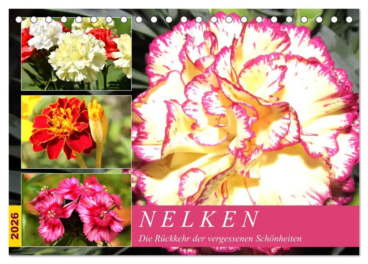 Cover: 9783457674932 | Nelken. Die Rückkehr der vergessenen Schönheiten (Tischkalender...