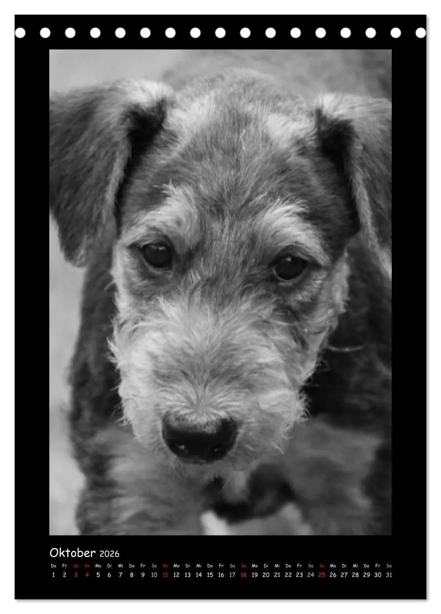 Bild: 9783516454932 | Der Airedale: Portraits eines "Dickkopfes" (Tischkalender 2026 DIN...