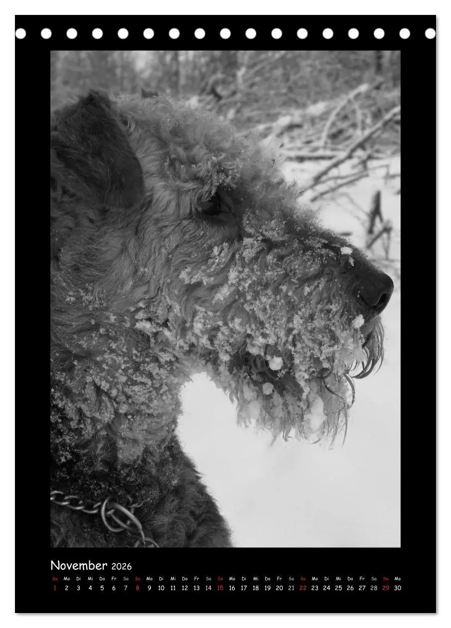 Bild: 9783516454932 | Der Airedale: Portraits eines "Dickkopfes" (Tischkalender 2026 DIN...