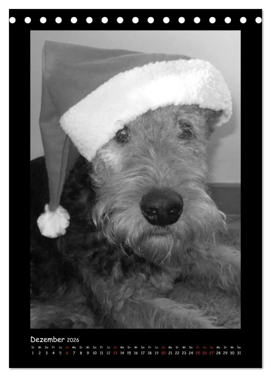 Bild: 9783516454932 | Der Airedale: Portraits eines "Dickkopfes" (Tischkalender 2026 DIN...