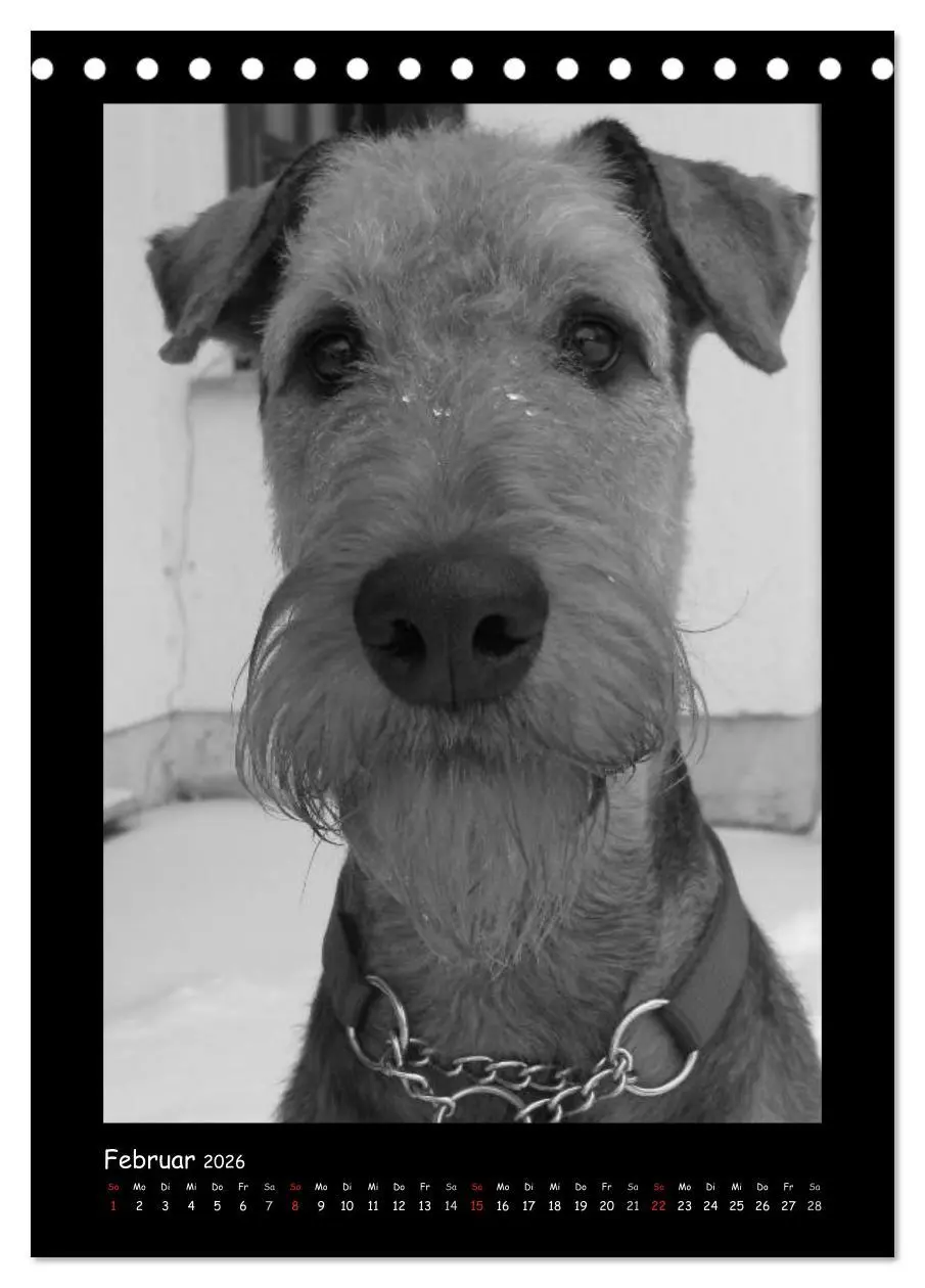 Bild: 9783516454932 | Der Airedale: Portraits eines "Dickkopfes" (Tischkalender 2026 DIN...