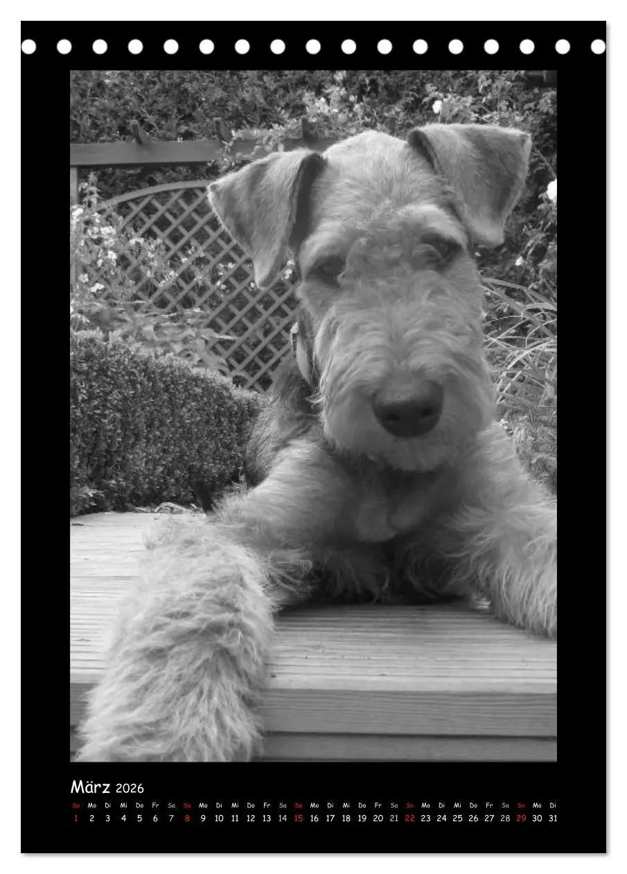 Bild: 9783516454932 | Der Airedale: Portraits eines "Dickkopfes" (Tischkalender 2026 DIN...
