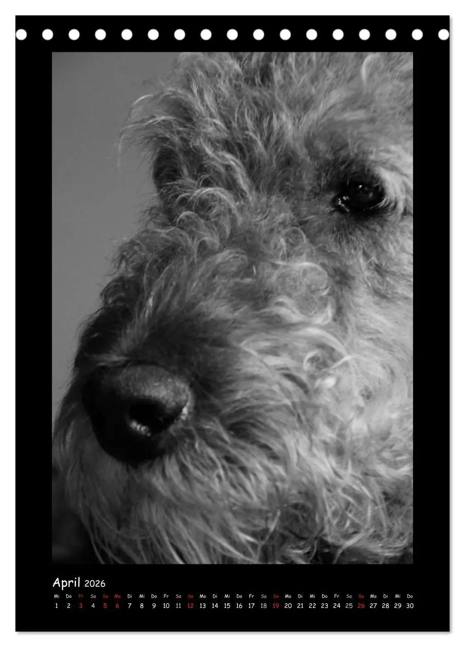 Bild: 9783516454932 | Der Airedale: Portraits eines "Dickkopfes" (Tischkalender 2026 DIN...