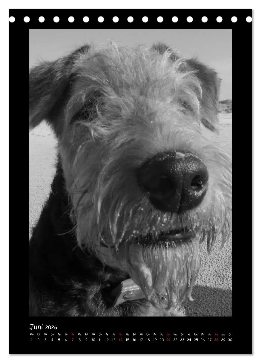 Bild: 9783516454932 | Der Airedale: Portraits eines "Dickkopfes" (Tischkalender 2026 DIN...