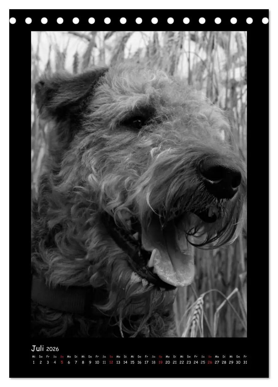 Bild: 9783516454932 | Der Airedale: Portraits eines "Dickkopfes" (Tischkalender 2026 DIN...
