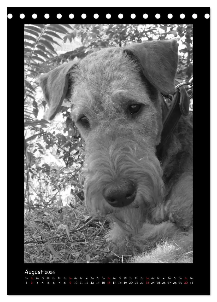 Bild: 9783516454932 | Der Airedale: Portraits eines "Dickkopfes" (Tischkalender 2026 DIN...