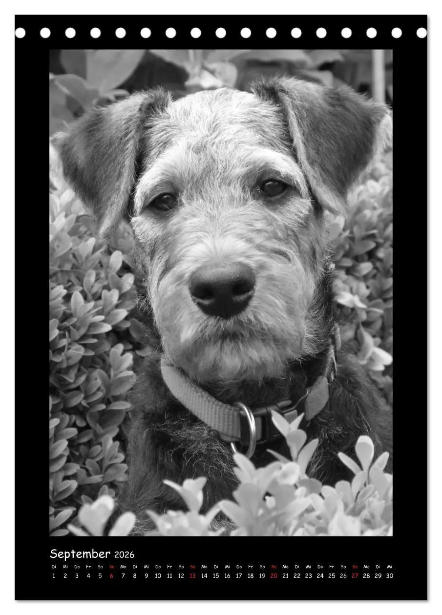 Bild: 9783516454932 | Der Airedale: Portraits eines "Dickkopfes" (Tischkalender 2026 DIN...