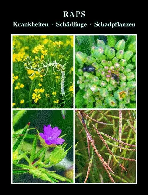 Cover: 9783981454932 | Raps | Krankheiten, Schädlinge, Unkräuter | Volker H. Paul | Buch