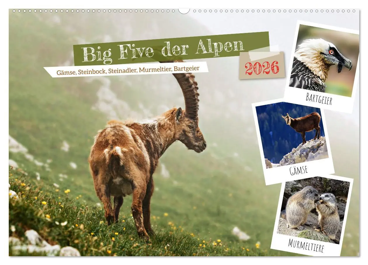 Cover: 9783457495032 | Big Five der Alpen Gämse, Steinbock, Murmeltier, Steinadler,...