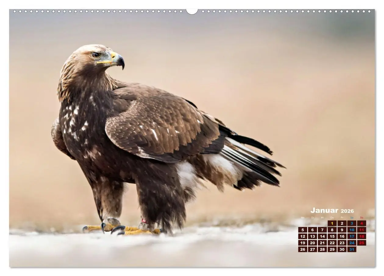 Bild: 9783457495032 | Big Five der Alpen Gämse, Steinbock, Murmeltier, Steinadler,...