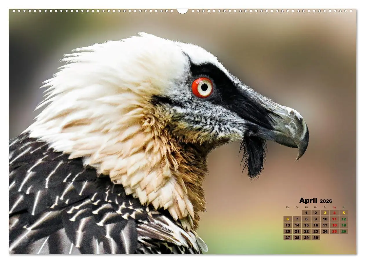 Bild: 9783457495032 | Big Five der Alpen Gämse, Steinbock, Murmeltier, Steinadler,...