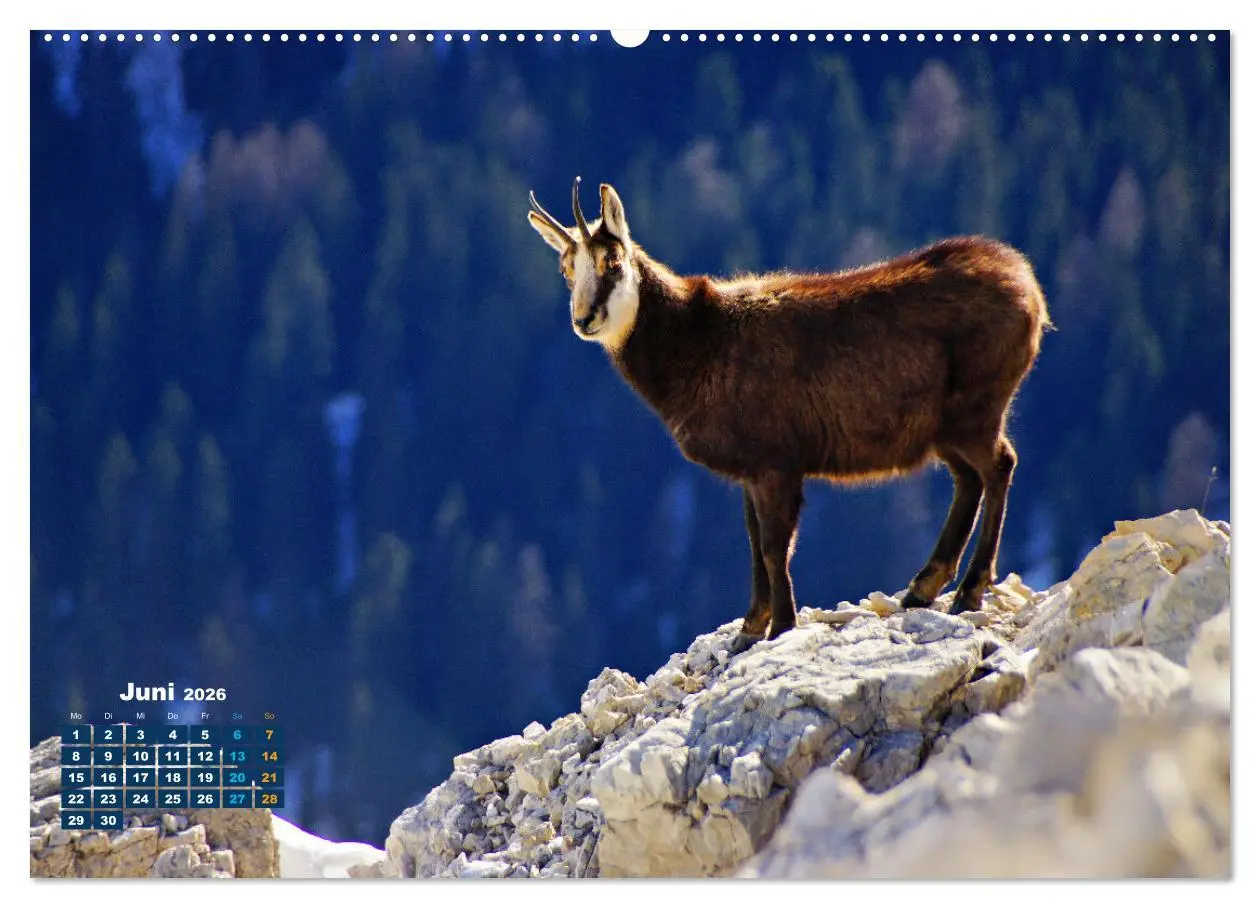 Bild: 9783457495032 | Big Five der Alpen Gämse, Steinbock, Murmeltier, Steinadler,...