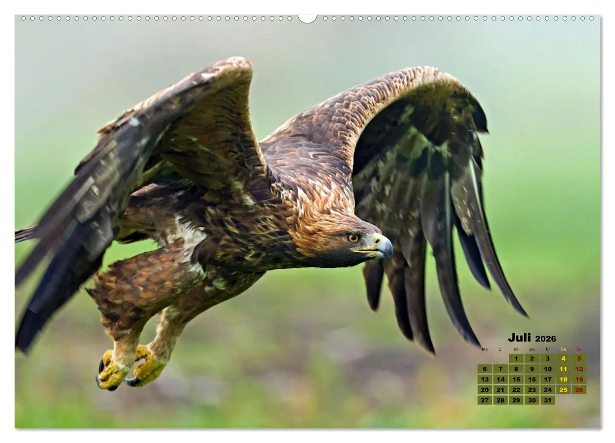 Bild: 9783457495032 | Big Five der Alpen Gämse, Steinbock, Murmeltier, Steinadler,...