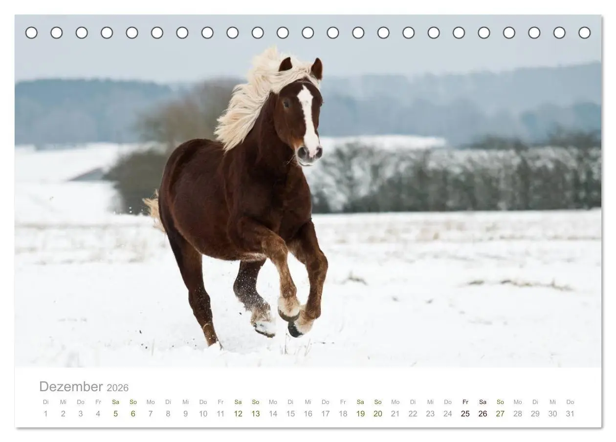 Bild: 9783516035032 | Faszination Schwarzwälder Kaltblut (Tischkalender 2026 DIN A5...