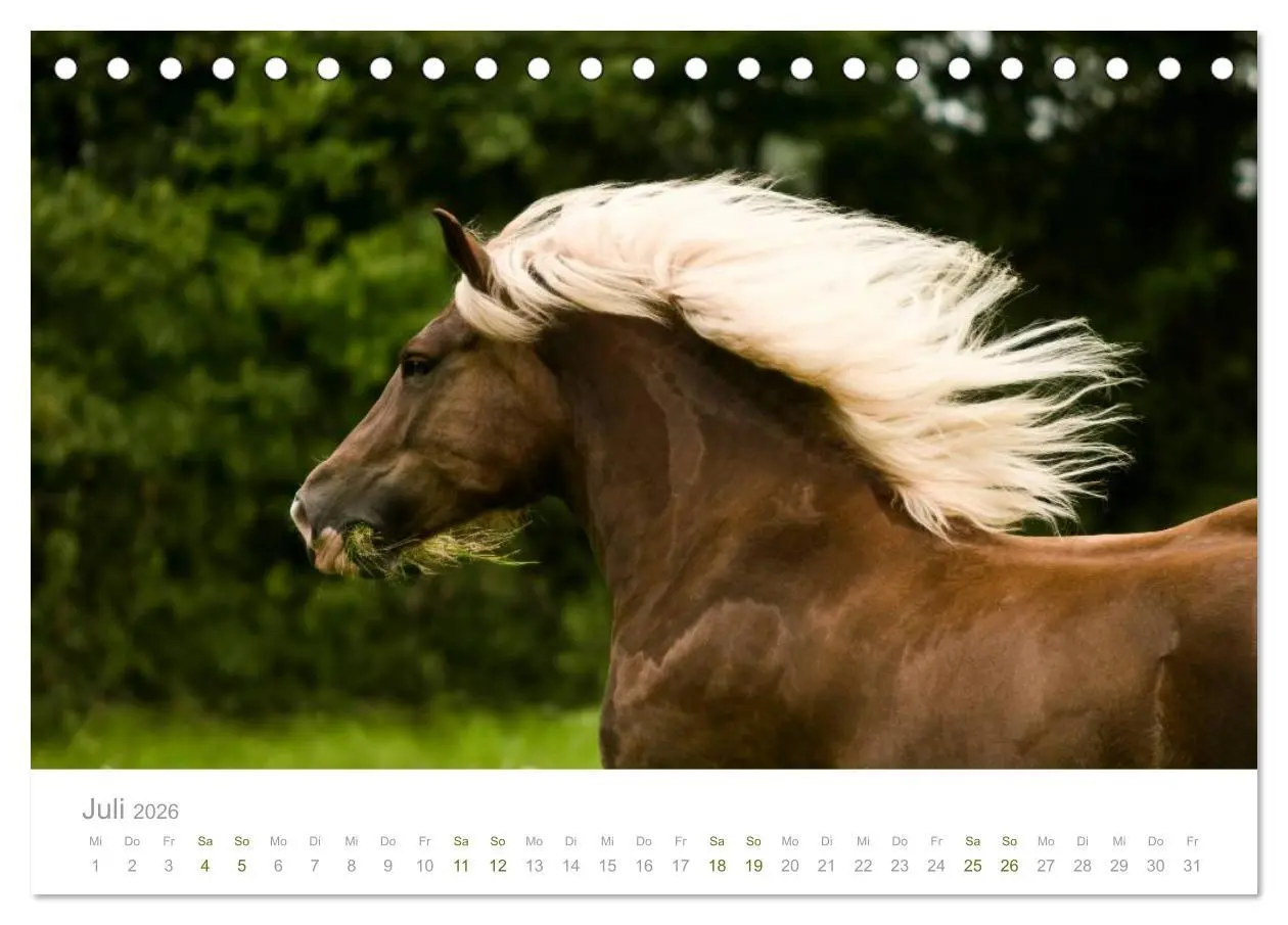 Bild: 9783516035032 | Faszination Schwarzwälder Kaltblut (Tischkalender 2026 DIN A5...