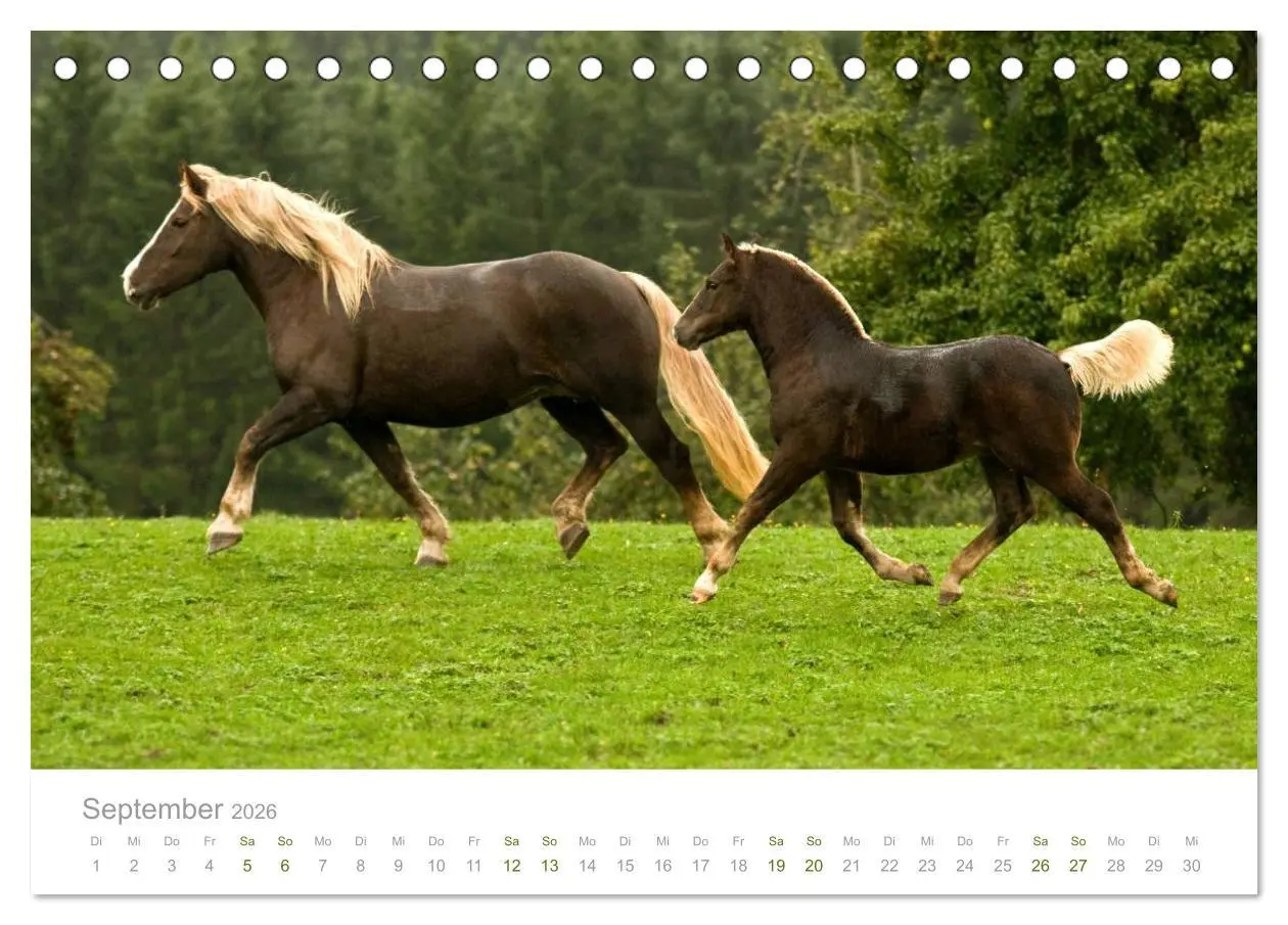 Bild: 9783516035032 | Faszination Schwarzwälder Kaltblut (Tischkalender 2026 DIN A5...
