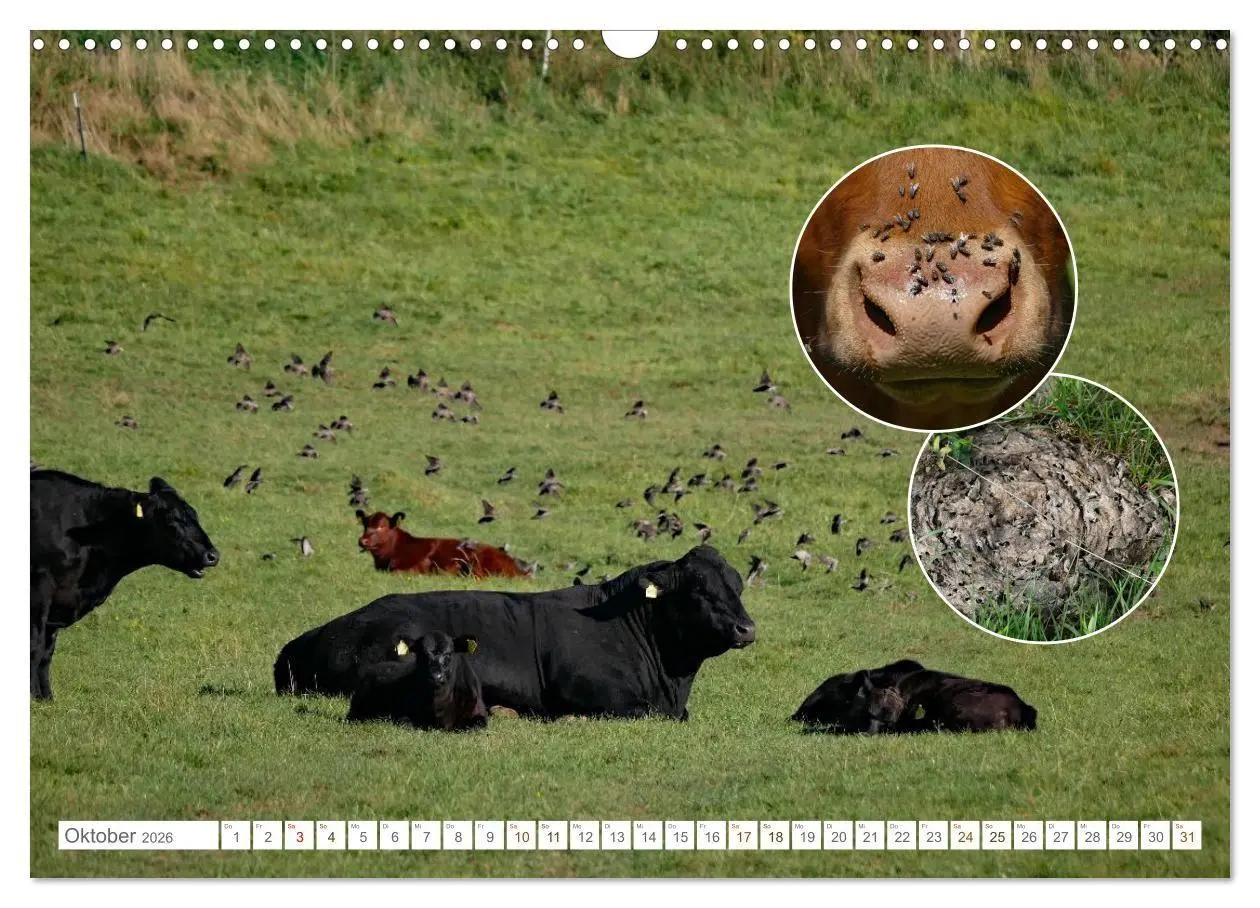 Bild: 9783516725032 | Weidetiere - Landschaftsgestalter seit Jahrhunderten (Wandkalender...